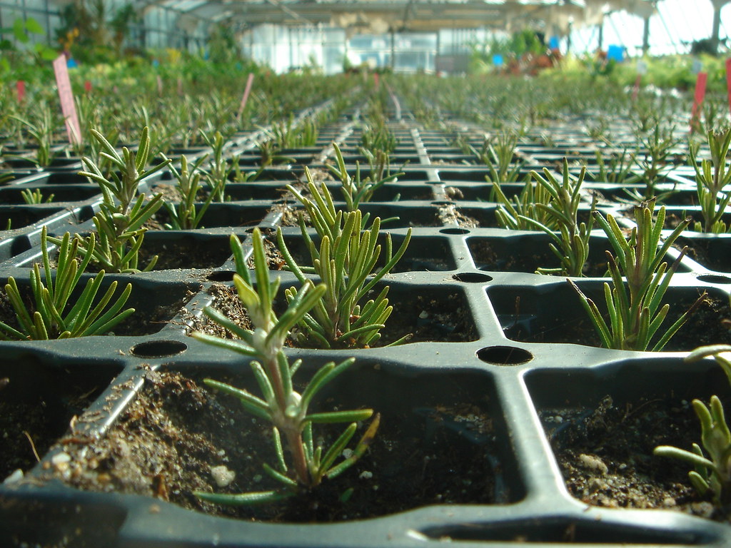 le bouturage