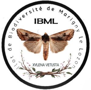 LOGO IBML